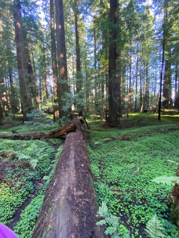 Seattle to California: National Parks and Coast Road Trip - Flexibility and Small Group Experience