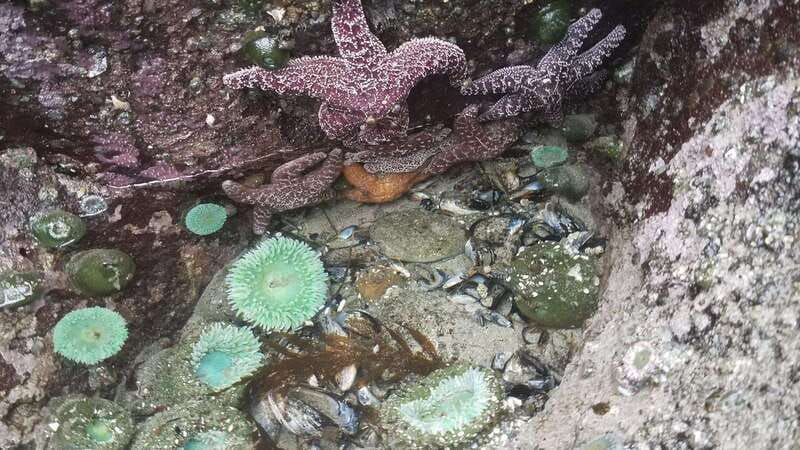 Seattle: Whidbey Island Deception Pass + Winter Birding Trip - Scenic Ferry Ride and Sunset Views