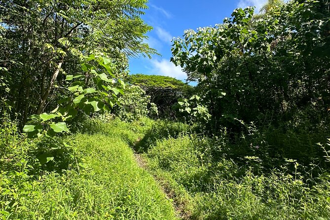 Secret Tide Pool Hike - Jungle & Coast - Private - The Meeting Points and Tour Logistics