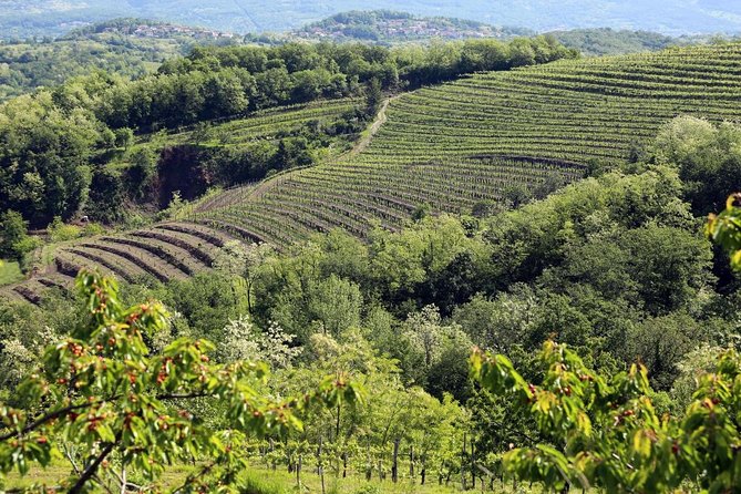 Secret vineyards E-bike tour - The Food and Local Cuisine Experience