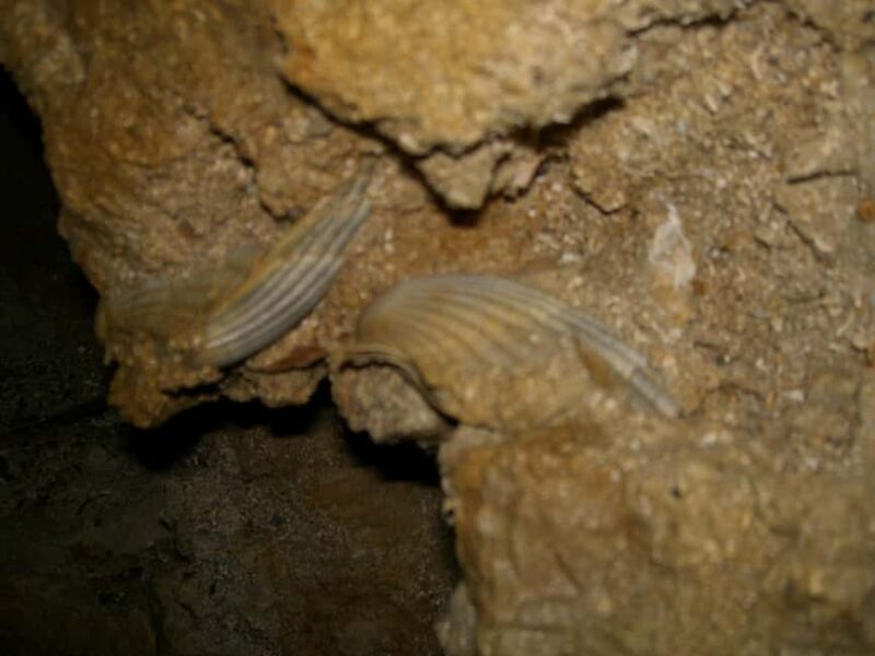 Secret waters and ancient tunnels: the Qanats of Palermo revealed - What to Expect Inside the Underground Tunnels