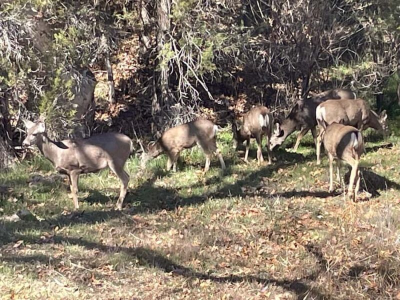Sedona: Cathedral Rock Vortex E-Bike Tour - The Experience for Different Visitors