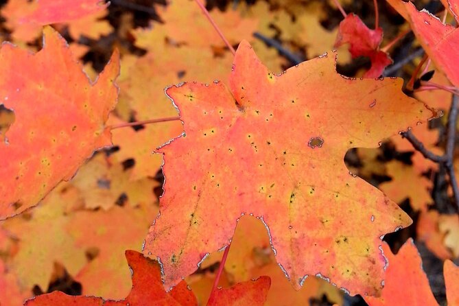 Sedona Creekside of Cathedral Rock Hike With a Private Guide - The Benefits of a Private Creekside Hike Near Cathedral Rock