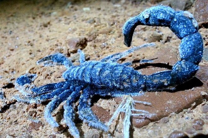 Sedona Dark Sky Sunset & Night Hike Adventure With a Private Guide - Sedona Dark Sky Sunset & Night Hike Adventure With a Private Guide