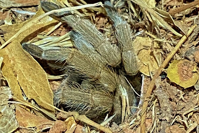 Sedona Dark Sky Sunset & Night Hike Adventure With a Private Guide - High-Tech Gear for Wildlife and Star Watching