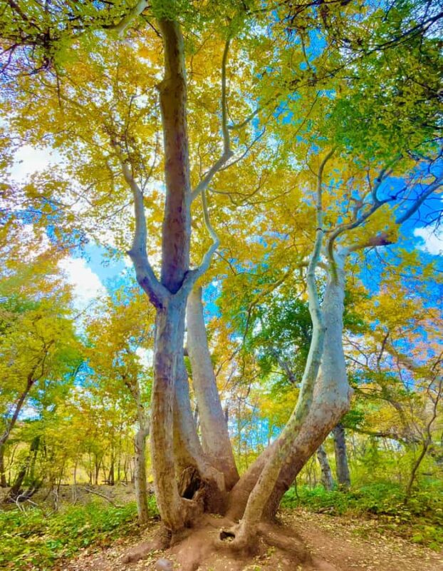 Sedona: E-Bike Tour with Scenic Views & Local Guide - Why Choose the Sedona E-Bike Tour with a Local Guide