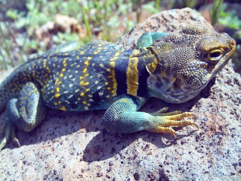 Sedona: PRIVATE Pavement 2-Hour Highlights Jeep Tour - Visiting the Chapel of the Holy Cross Built into the Red Rocks