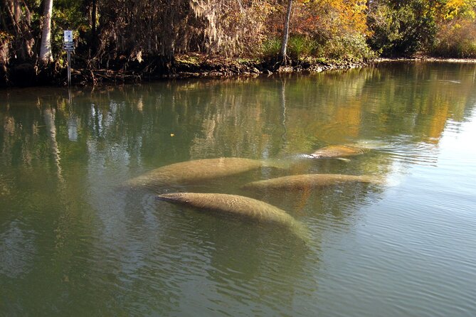 See Crystal River - National Wildlife Refuge Sightseeing Cruise - The Starting Point at Petes Pier Marina in Crystal River