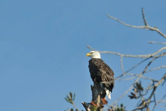 See Crystal River - National Wildlife Refuge Sightseeing Cruise - The Best Time for Wildlife Sightings