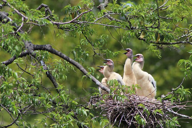 See Crystal River - National Wildlife Refuge Sightseeing Cruise - Final Thoughts on the Crystal River Wildlife Cruise