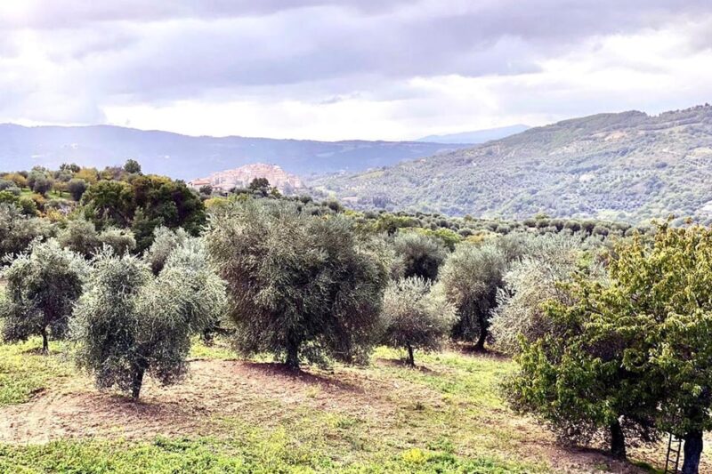 Seggiano: Extra Virgin Olive Oil Museum Visit and Tasting - Key Points