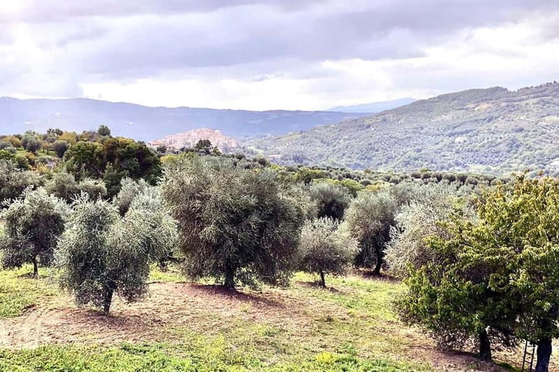 Seggiano: Guided Tour of the Olive Grove and Food Tasting - Discover the Secrets of Tuscany’s Olive Oil at Seggiano