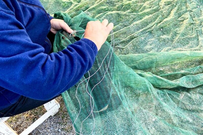 Seggiano: Typical Tuscan Farm Tour with Olive Oil Tasting - Key Points