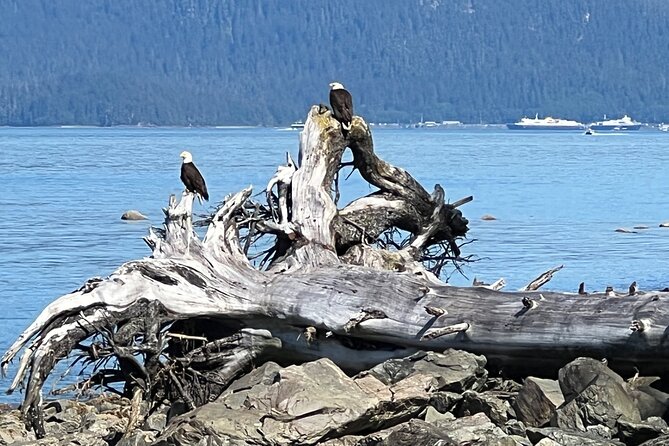 Segway Coastal Scenic Rainforest Tour - Explore Juneau’s Iconic Mendenhall Glacier