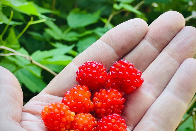 Segway Coastal Scenic Rainforest Tour - Cover Ground Quickly and Safely on a Segway