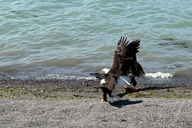 Segway Coastal Scenic Rainforest Tour - Precautions and Physical Requirements for Safety