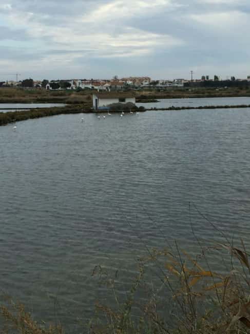Seixal: Guided Tour to the Salt Pans of Alcochete - Birdwatching and Wildlife Viewing Opportunities
