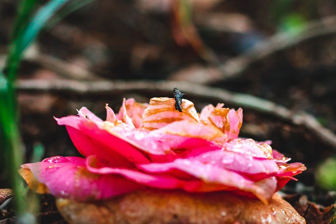 Self-Drive Tour in Sintra - All The Monuments - Monserrate Park and Palace: A Blend of Nature and Architecture