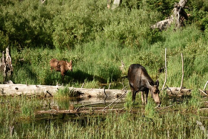 Self-Guided Audio Driving Tour in Grand Teton National Park - Experience the Beauty of Jenny Lake