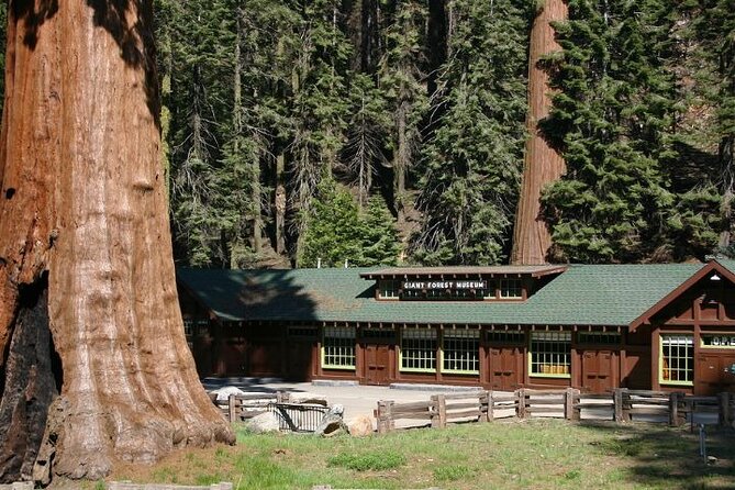 Self-Guided Audio Driving Tour in Sequoia and Kings Canyon - The Car-Through Sequoia Tunnel