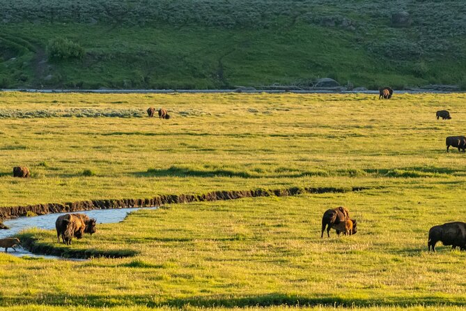 Self-Guided Audio Driving Tour in Yellowstone National Park - Old Faithful and Other Iconic Attractions