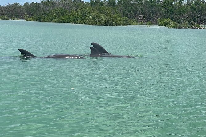 Self Guided EcoTour: Clear/Standard Kayaks -Bonita Springs - Tips for a Smooth Self-Guided Adventure