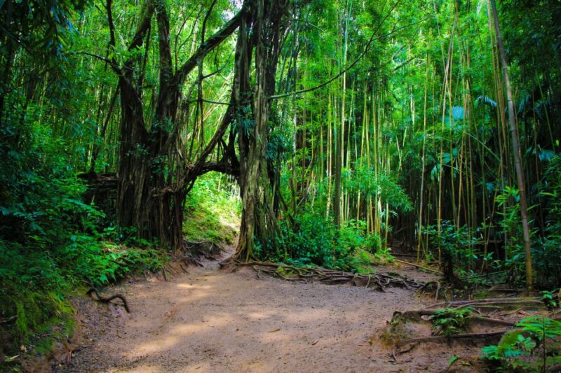 Self Guided Hike Trail to Nature Walk & Waterfall - The Lush Path to Manoa Falls on Oahu