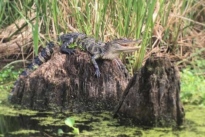 Self Guided Kayak Bayou Swamp Tour - Physical Requirements and Accessibility