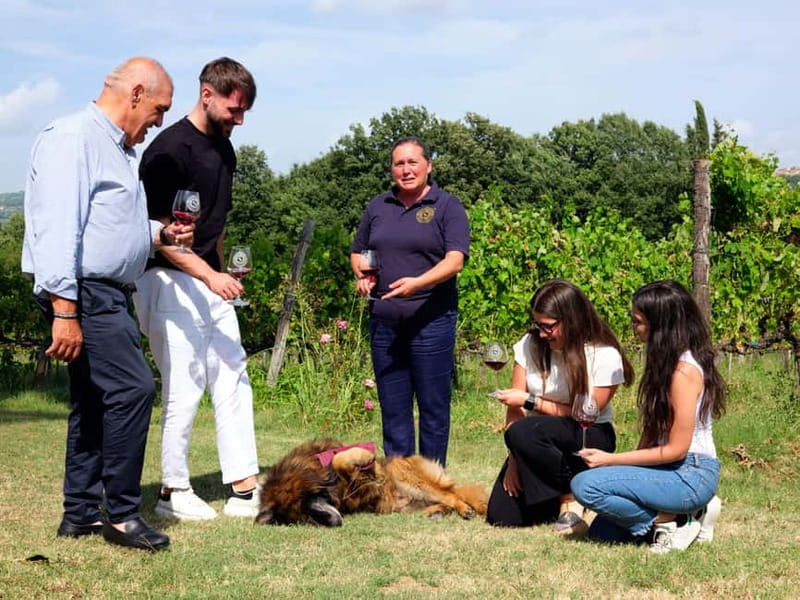 Sella delle Spine Taurasi: Tasting, Vineyard and Winery Tour - Practical Details: Meeting Points, Accessibility, and Flexibility