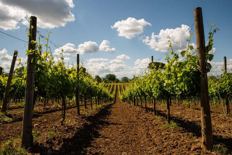 Sella delle Spine Taurasi: Tasting, Vineyard and Winery Tour - Final Thoughts on the Taurasi Wine Tour