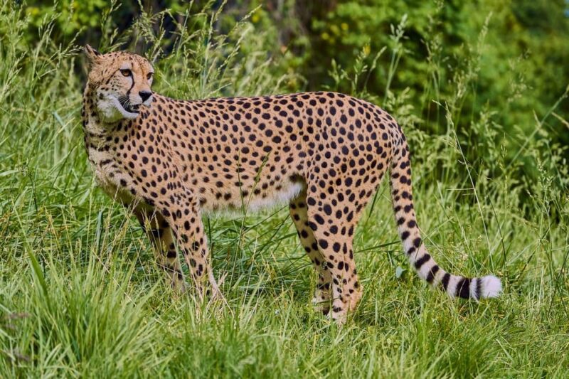 Selwo Aventura Admission Ticket with Skip-the-Line Access - Discover Wildlife and Adventure at Selwo Aventura in Andalusia