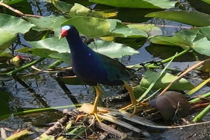 Semi-Private 1-Hour Airboat Tour of Miami Everglades - Meeting Point and Logistics in Miami