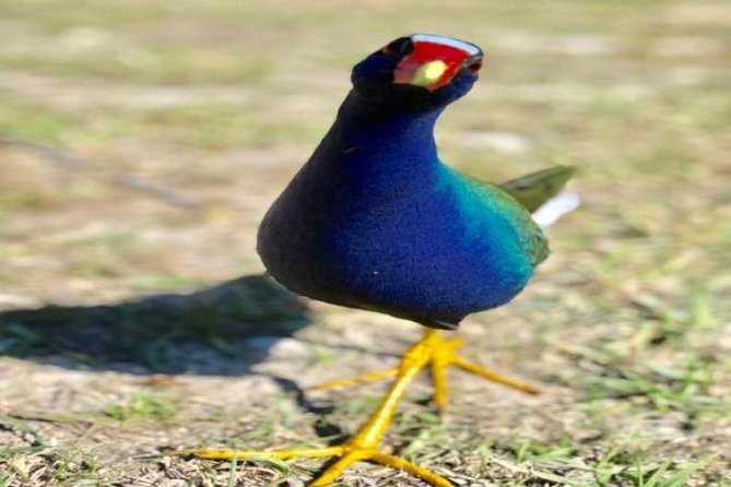 Semi-Private 1-Hour Airboat Tour of Miami Everglades - Comparing This Tour to Other Experiences