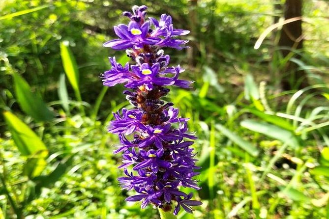 Semi-Private 1-Hour Airboat Tour of Miami Everglades - Who Will Most Enjoy This Tour?