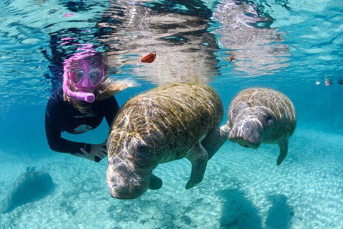 Semi-Private Crystal River Manatee Swim Tour - Discover the Semi-Private Crystal River Manatee Swim Tour