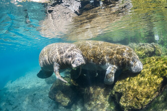 Semi-Private Crystal River Manatee Swim Tour - What Makes This Manatee Swim Tour Unique