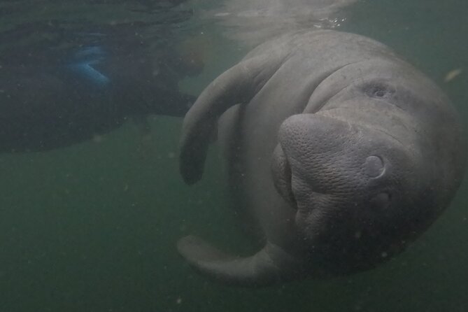 Semi-Private Crystal River Manatee Swim Tour - The Post-Trip Experience and Souvenirs