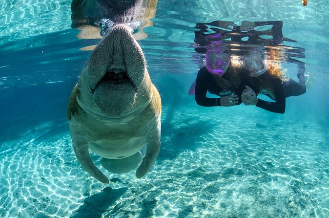 Semi-Private Crystal River Manatee Swim Tour - Who Should Consider This Tour