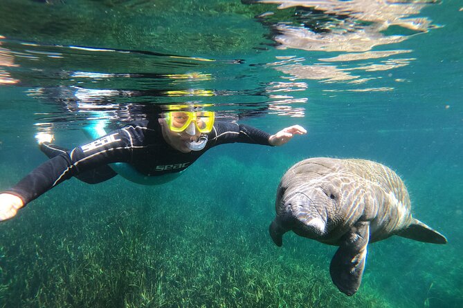 Semi-Private Manatee snorkeling with In Water Guide - Key Points