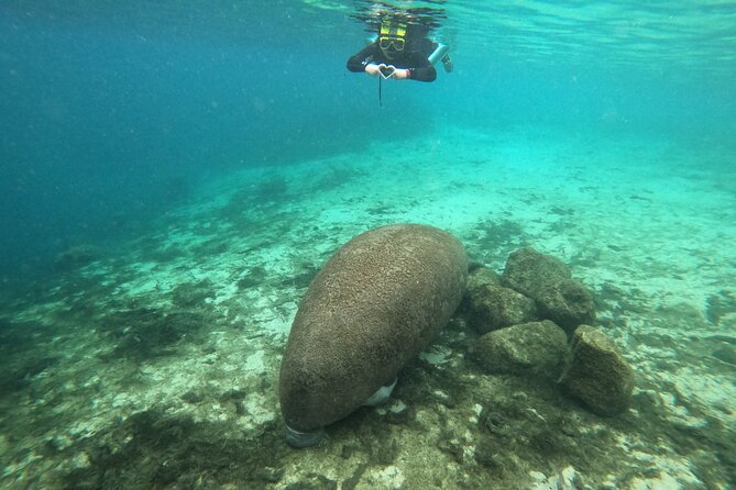 Semi-Private Manatee snorkeling with In Water Guide - Safety and Wildlife Etiquette