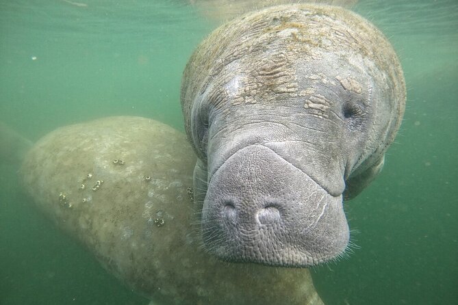 Semi Private Manatee Swim Tour - Why Choose the Semi Private Manatee Swim in Crystal River