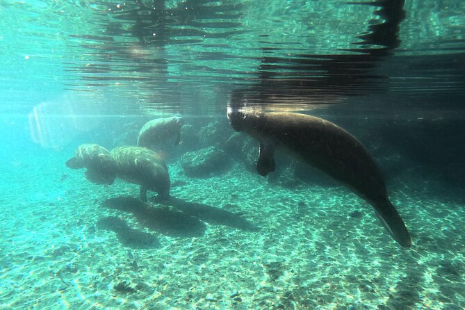 Semi Private Manatee Swim Tour - What You Can Expect from the Guides