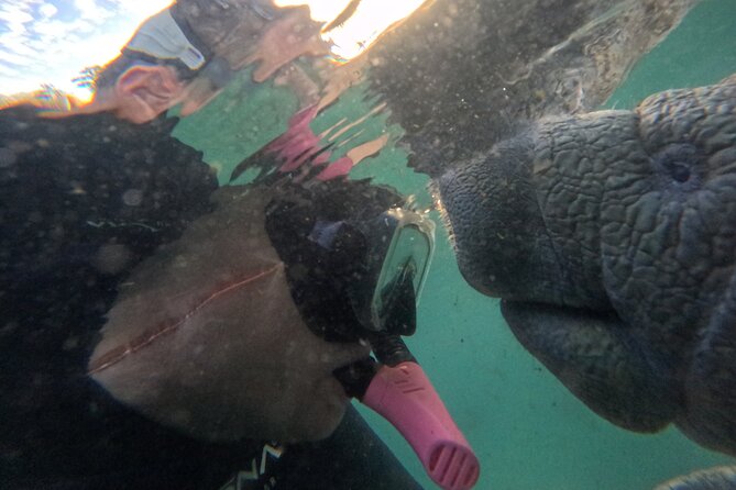 Semi Private Manatee Swim Tour - The Best Time to Book and Flexibility