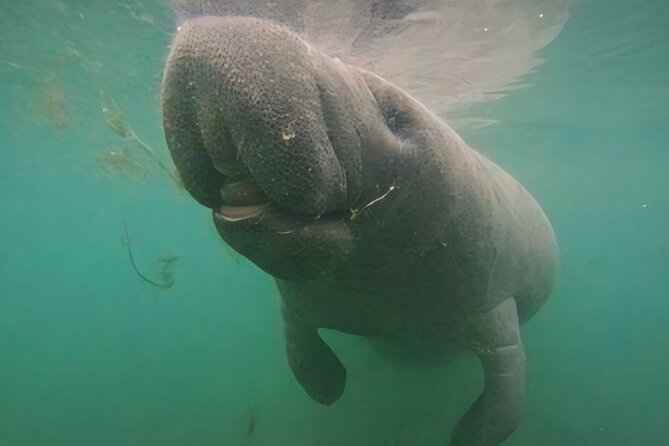 Semi-Private Manatee Swim Tour With Guide (Photos Included) - Key Points