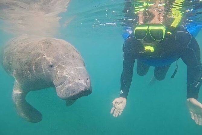Semi-Private Manatee Swim Tour With Guide (Photos Included) - Suitable for Most Travelers and Physical Requirements