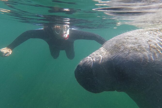 Semi-Private Manatee Swim Tour With In-Water Guide/Photographer - Key Points