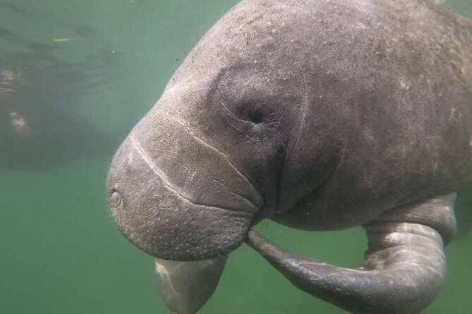 Semi-Private Manatee Swim Tour With In-Water Guide/Photographer - Flexibility and Booking Details