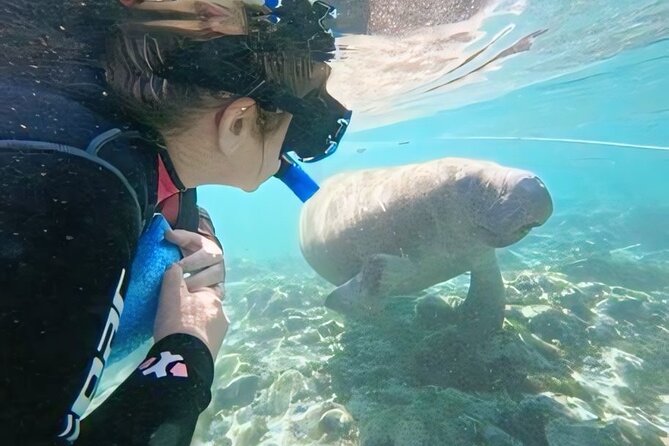 Semi-Private Manatee Swim Tour With In-Water Guide/Photographer - The Experience for Families and First-Timers