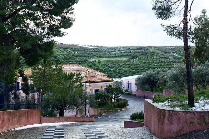 Semi- Private Olive Grove and Dragon Fruit Farm with Tastings - Additional Highlights: The Dragon Fruit Farm