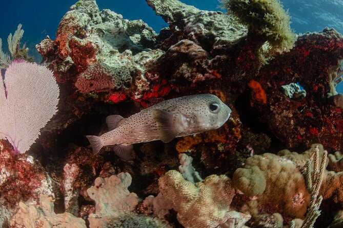Semi Private Snorkeling Tour in Isla Mujeres - The Small Group Advantage at Isla Mujeres
